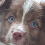 Puppies with blue eyes