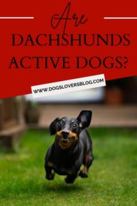 are dachshunds active dogs 2022