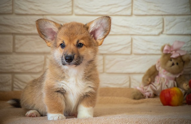 Best Brushes for Corgis