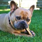 best chew bones for french bulldogs