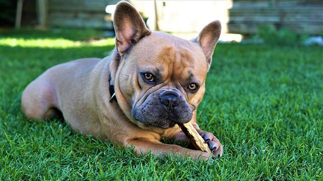 best chew bones for french bulldogs