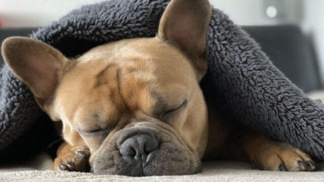 best dog beds for bulldogs