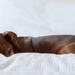 best dog beds for dachshund