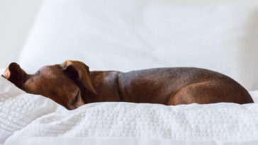 best dog beds for dachshund