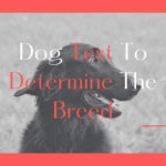 dog test to determine the breed