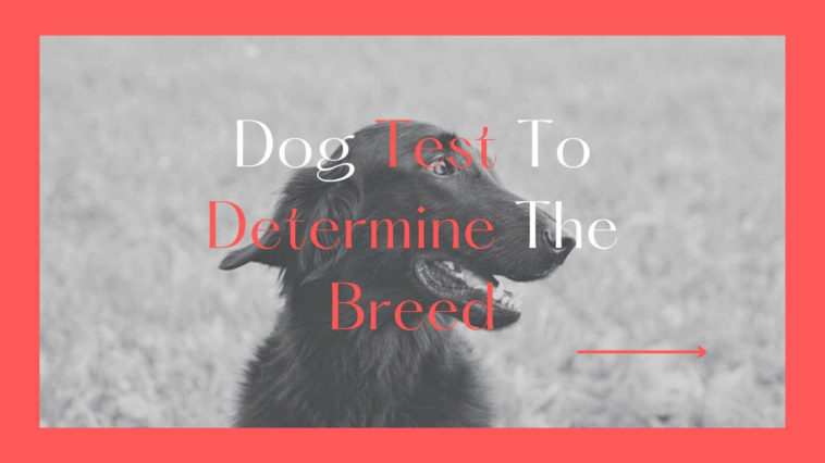 dog test to determine the breed