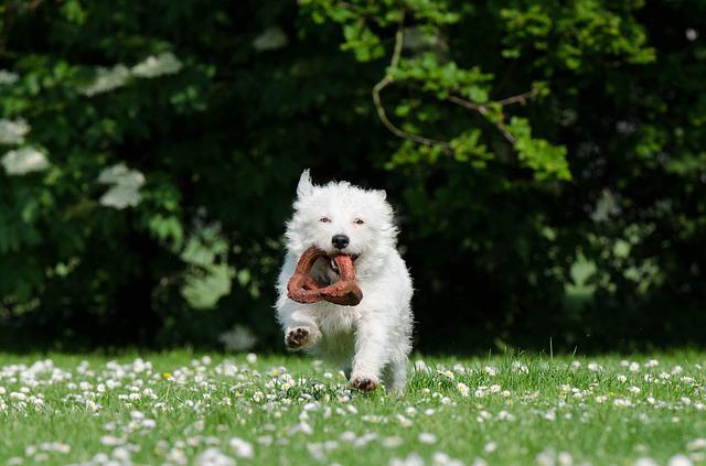 dog training to fetch