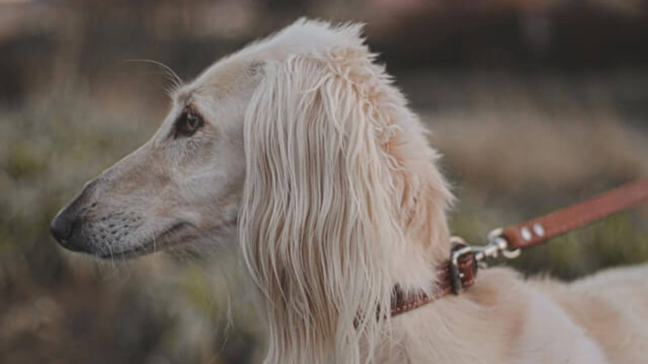 greyhound dog long hair