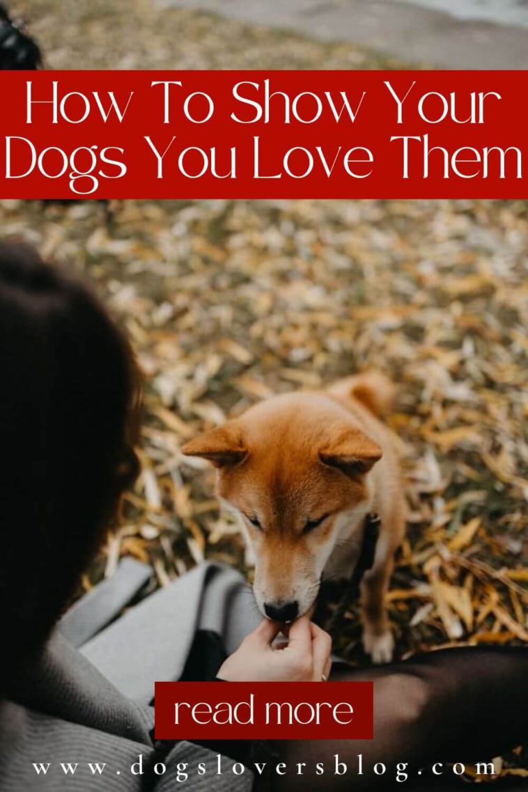 How To Show Your Dogs You Love Them? 11 Creative Ways