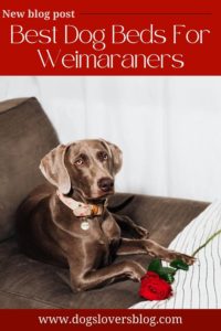Best Dog Beds For Weimaraners