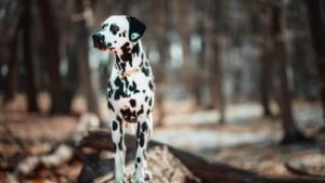 Best Dog Toys for Dalmatians