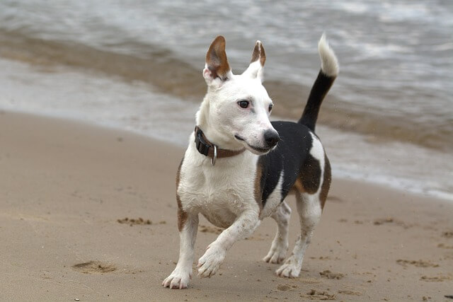 How do you keep a Jack Russell entertained