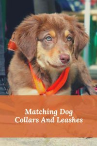 Stylish Matching Dog Collars And Leashes
