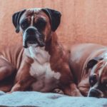 best dog beds for boxers