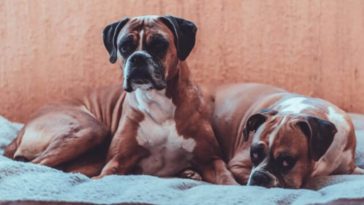 best dog beds for boxers