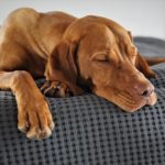 best dog beds for vizslas