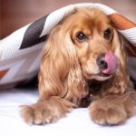 best licking pads for dogs