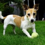 best toys for jack russell terriers