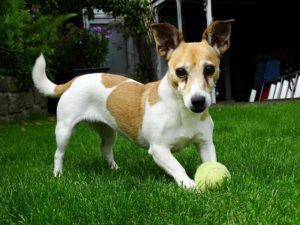best toys for jack russell terriers