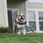 best water bowls for english bulldogs