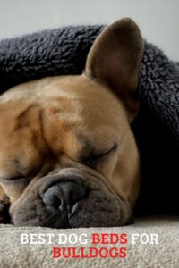 the best dog beds for bulldogs