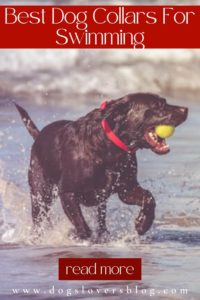 7 best dog collars for swimming