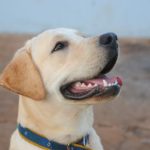 Best Dog Collars For Labs