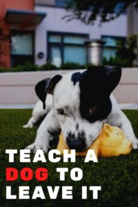Best Tips to Teach a Dog to Leave It