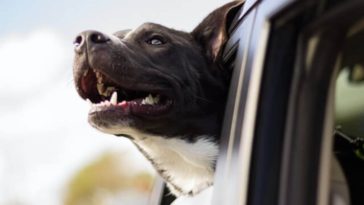 How To Keep Your Dog Cool In The Car