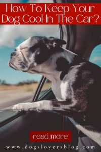 How To Keep Your Dog Cool In The Car