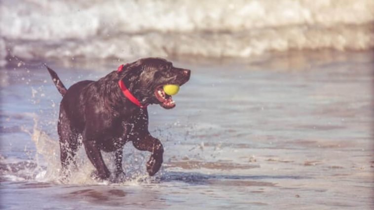 best dog collars for swimming
