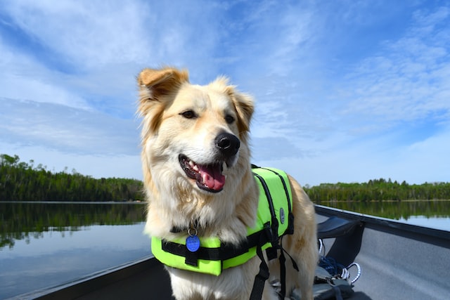 best dog harnesses with pockets