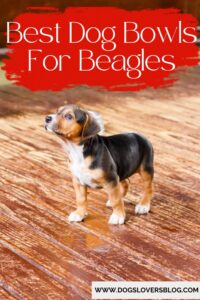 Best Dog Bowls For Beagles