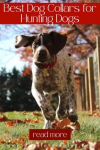 5 Best Dog Collars for Hunting Dogs