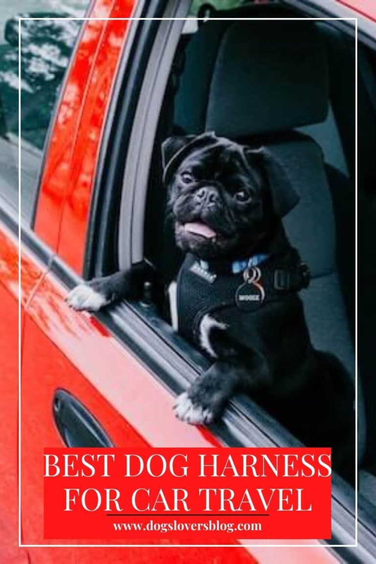 5 Best Dog Harness For Car Travel That Will Help Keep Your Dog Safe