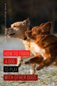 How To Train A Dog To Play With Other Dogs