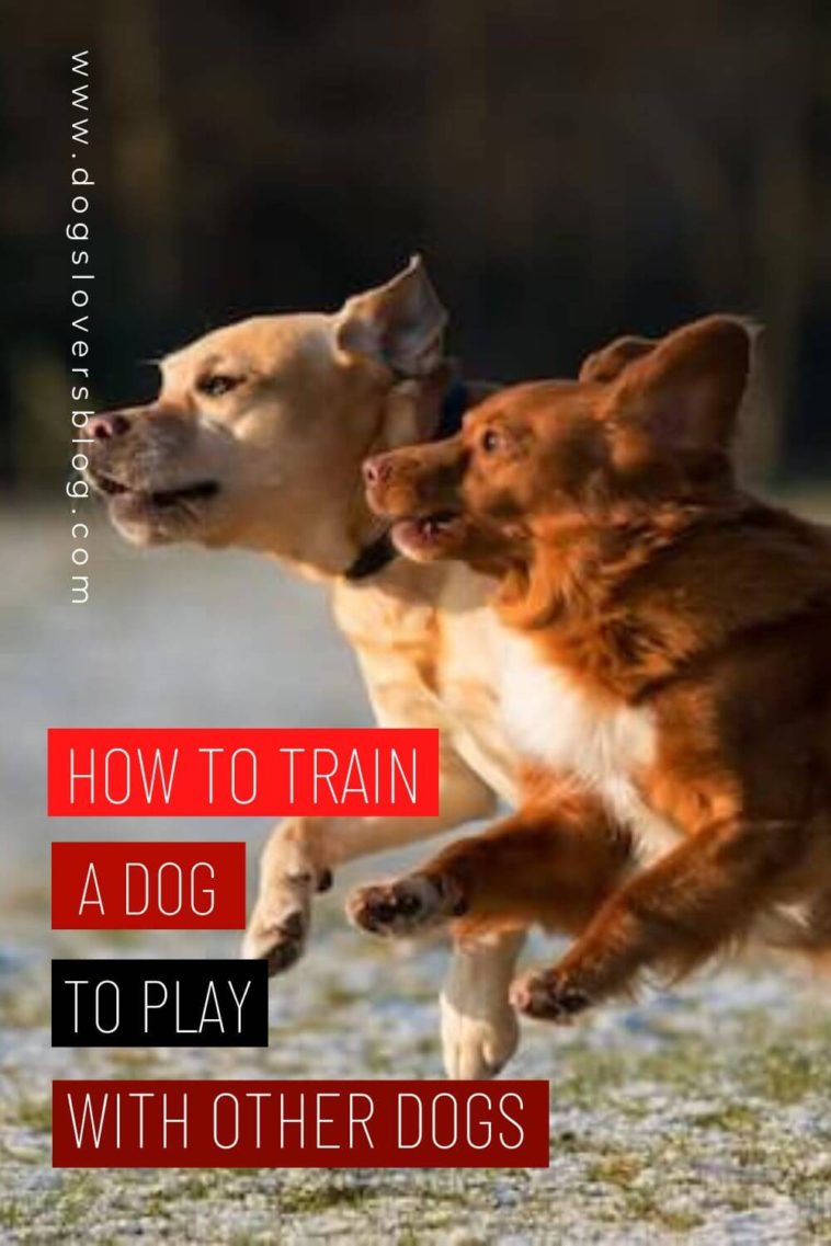 How To Train A Dog To Play With Other Dogs Ultimate Guide In 2023