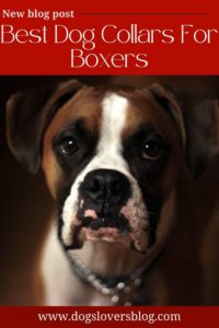 5Best Dog Collars For Boxers