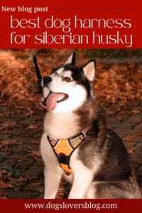 best dog harness for siberian husky