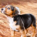 Best Dog Bowls For Beagles