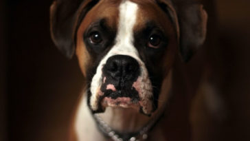 Best Dog Collars For Boxers