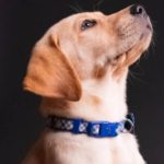 Best Dog Collars For Night Time