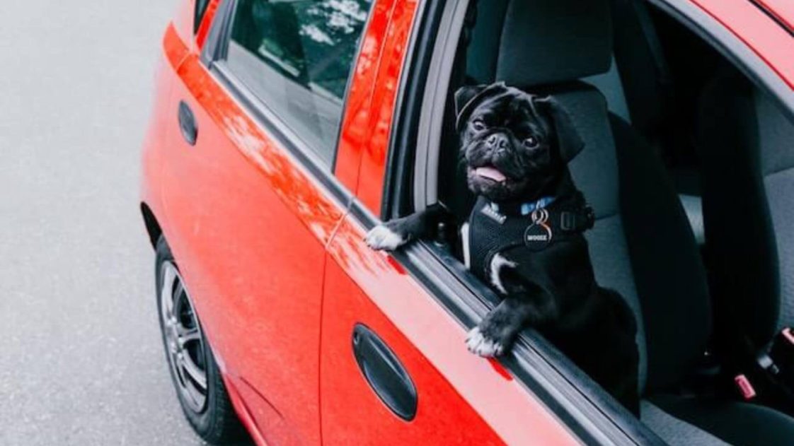 5 Best Dog Harness For Car Travel That Will Help Keep Your Dog Safe