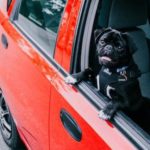 Best Dog Harness For Car Travel