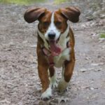 Best Training Collar For Beagles