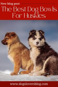 The Best Dog Bowls For Huskies