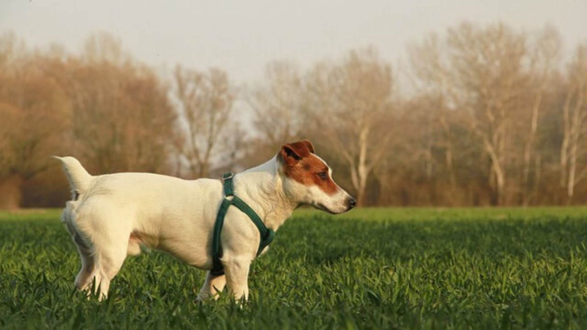 Top 5 Best Dog Harnesses For Jack Russells That Will Suit Your Jack