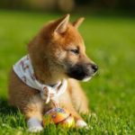 best dog toys for a Shiba Inu