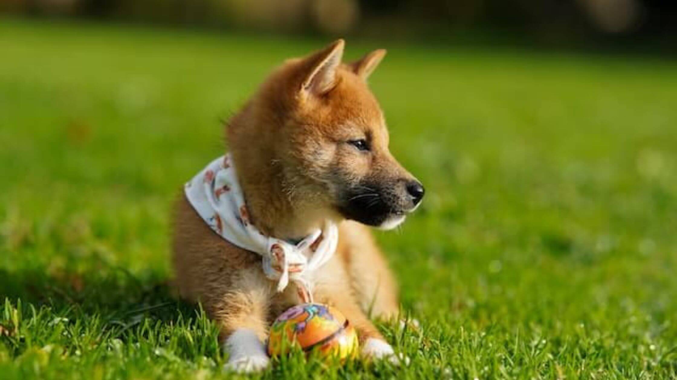 best dog toys for a Shiba Inu