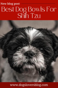 Best Dog Bowls For Shih Tzu